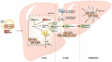 Reverse Fatty Liver Naturally